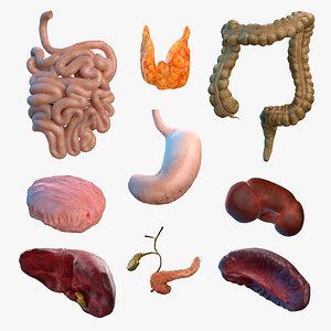 3D Human Organs Big Collection model