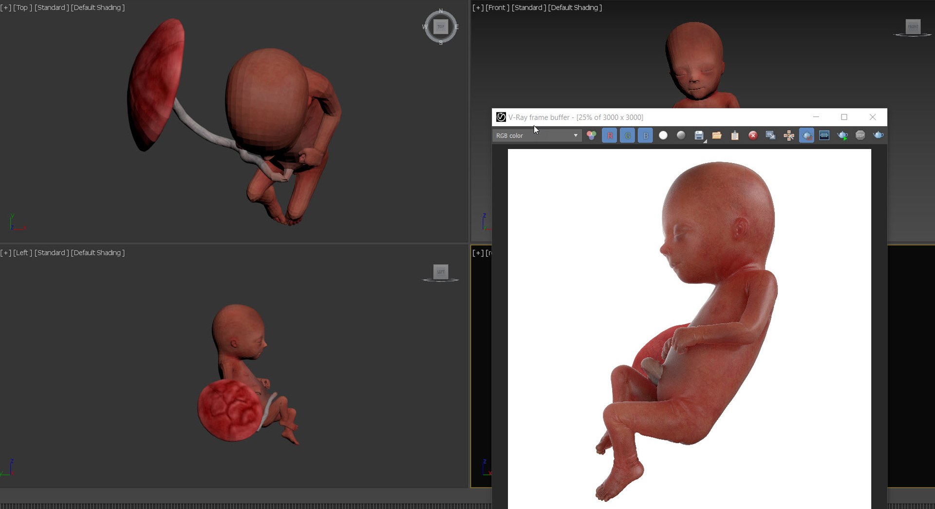 Fetus Week 16 Static 3D Model - TurboSquid 1873362