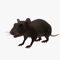 Rat