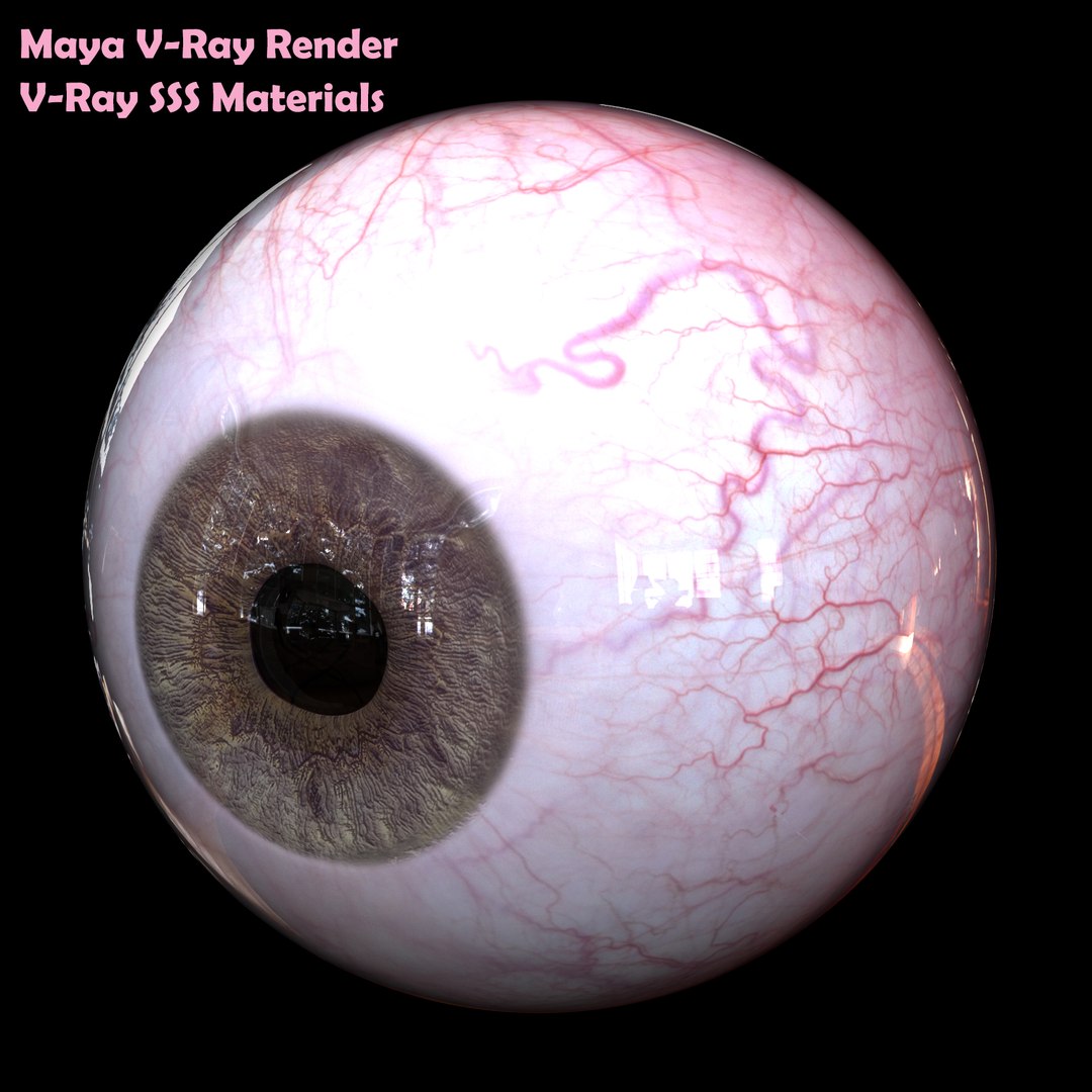 Realistic Human Eye Body Anatomy Model - TurboSquid 1334103