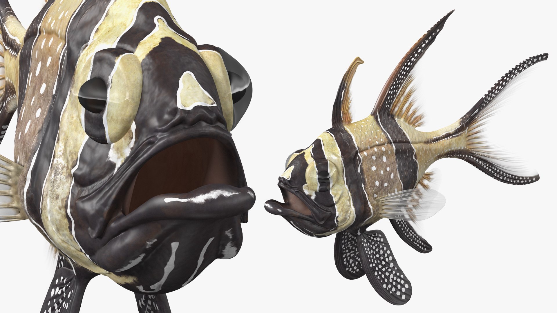 Banggai Cardinalfish Neutral Pose 3D model preview