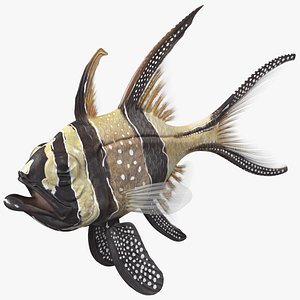 Banggai Cardinalfish Neutral Pose