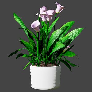 3D Realistic Pink Flower Peace Lily