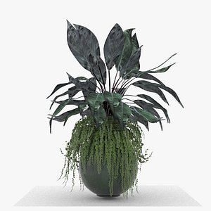m55 Green plant in big vase