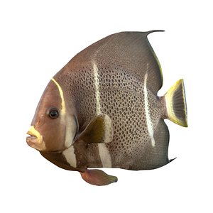 3D Gray Angelfish