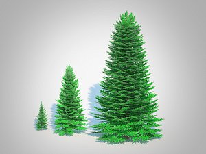 Abies Concolor - Silver Fir -3 Sizes 3D model