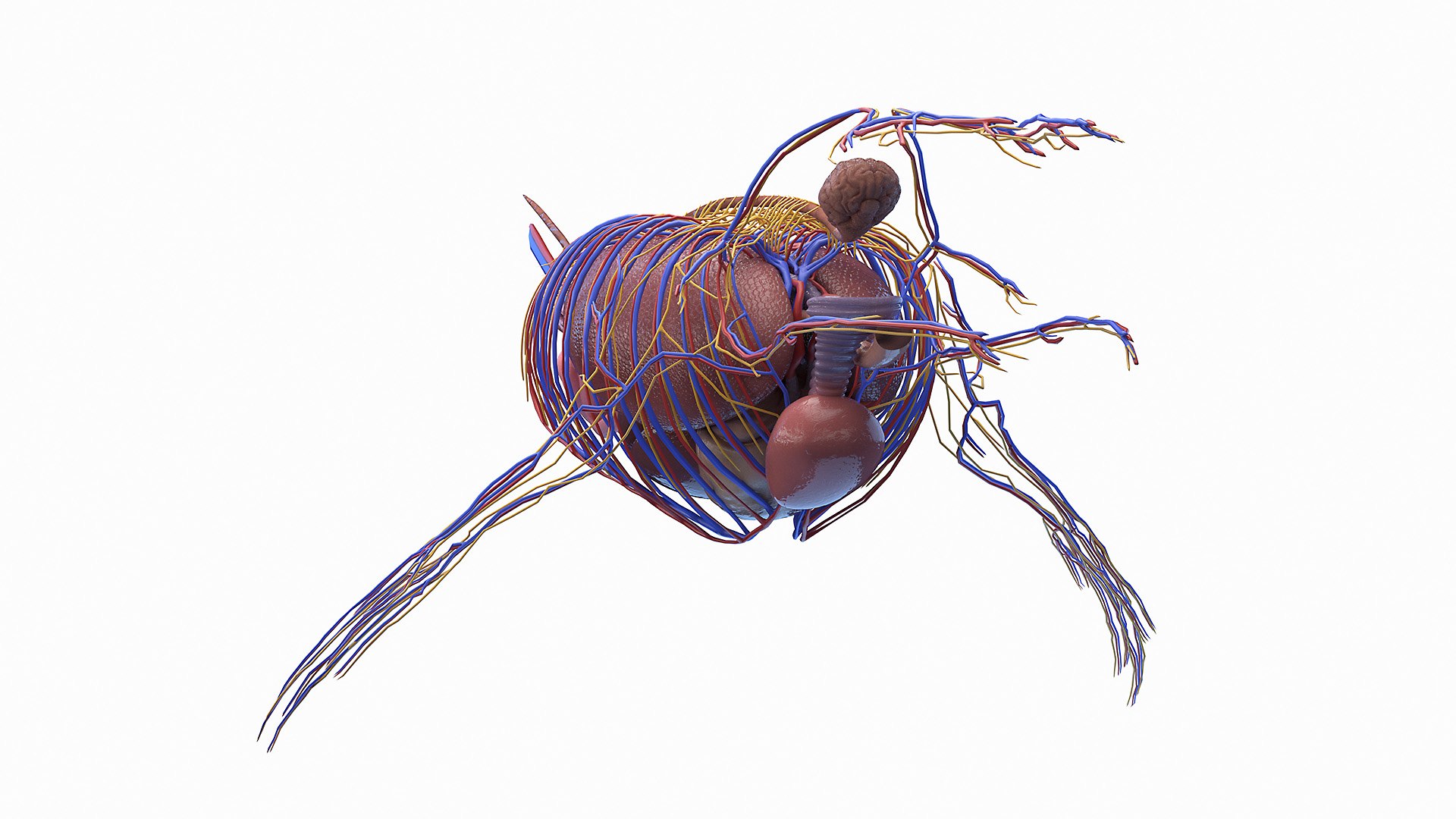 Humpback Whale Anatomy Rigged model - TurboSquid 2131389