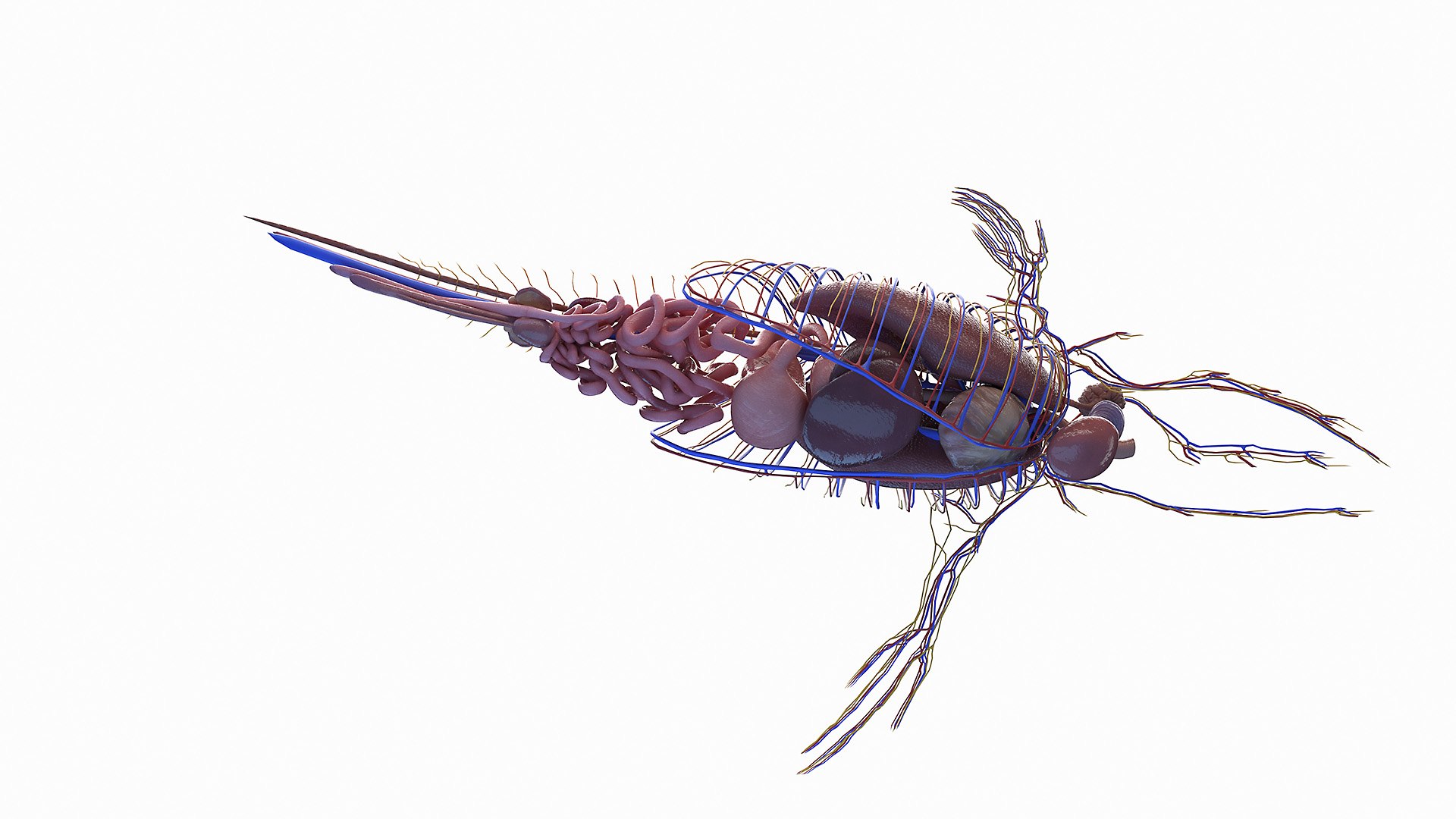 Humpback Whale Anatomy Rigged model - TurboSquid 2131389