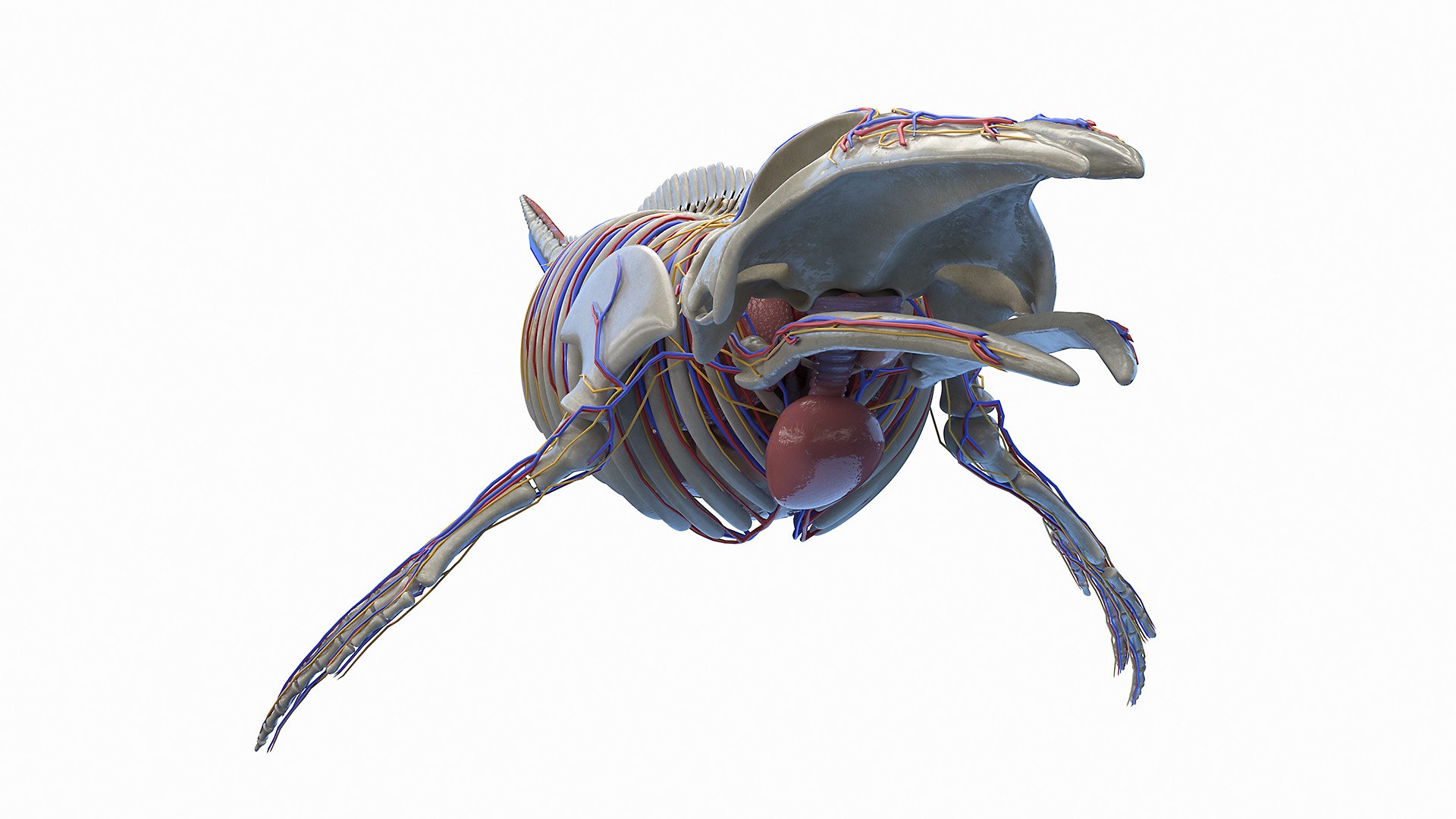 Humpback Whale Anatomy Rigged model - TurboSquid 2131389