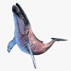 Humpback Whale Anatomy Rigged