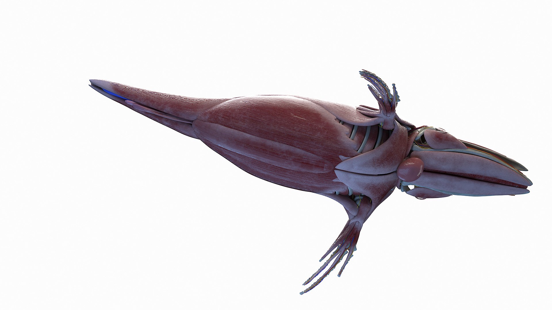 Humpback Whale Anatomy Rigged model - TurboSquid 2131389