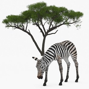3D Acacia Shade and Zebra Foal