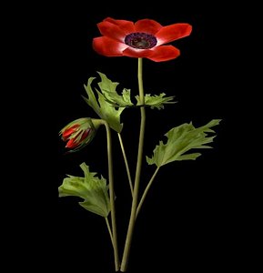 3d flower plant anemone coronaria