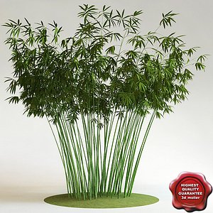 Bamboo grove