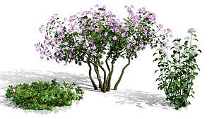 North American Garden Shrubs  Bushes