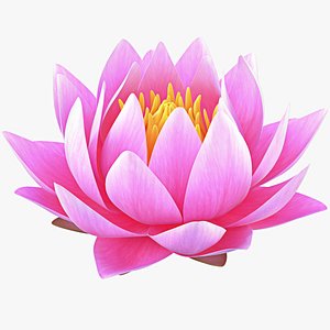 3D model Realistic Nymphaea Siam 3D Model - High-Quality 4K PBR Asset