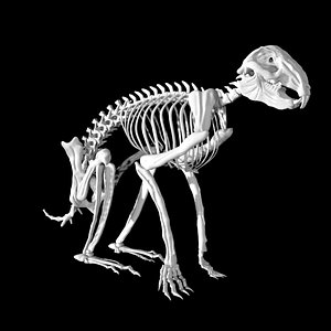 Rabbit skeleton 3D model