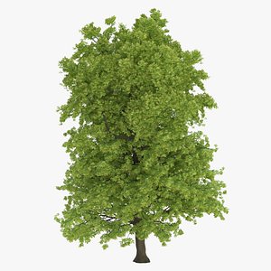 3D Hickory Tree model