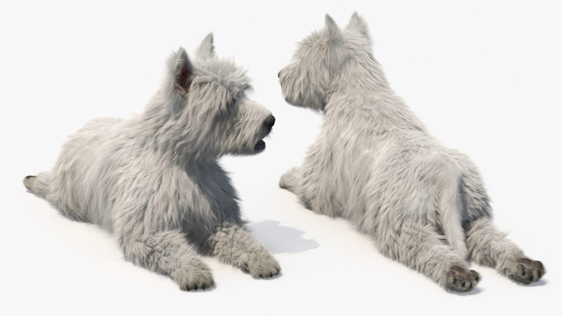 West Highland White Terrier Lying Down Pose Fur for Cinema 4D 3D model https://p.turbosquid.com/ts-thumb/Wj/0dcFMU/QN/west_highland_white_terrier_lying_down_pose_fur_009/jpg/1750781346/1920x1080/fit_q87/c3ce13edd9e8fe7c9f57e86153a20448fcd96fd1/west_highland_white_terrier_lying_down_pose_fur_009.jpg