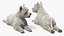West Highland White Terrier en pose acostada. Pelaje para Cinema 4D.