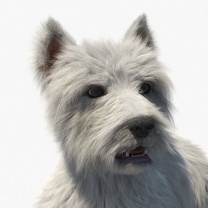 West Highland White Terrier Lying Down Pose Fur for Cinema 4D 3D model
