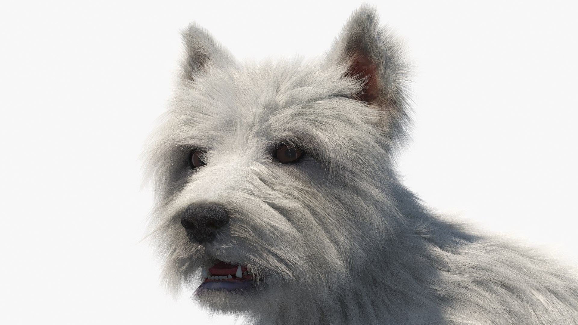 West Highland White Terrier Lying Down Pose Fur for Cinema 4D 3D model https://p.turbosquid.com/ts-thumb/Wj/0dcFMU/se/west_highland_white_terrier_lying_down_pose_fur_002/jpg/1750781308/1920x1080/fit_q87/d73d6c6ead070cbfa9cf8f7f06bd71386f7d9288/west_highland_white_terrier_lying_down_pose_fur_002.jpg