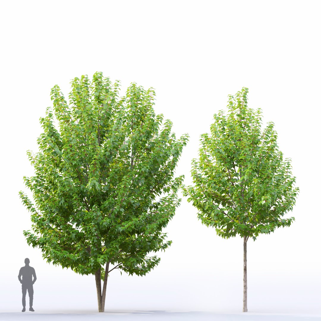 3D Acer Rubrum 02 https://p.turbosquid.com/ts-thumb/Wj/AeFM93/DV/5/jpg/1633605020/1920x1080/fit_q87/b536f9ee2d85f28cdb8c19235daa52fdfe96a4c6/5.jpg