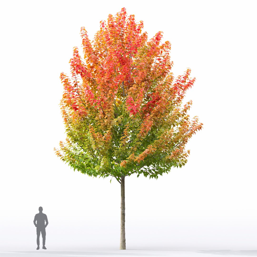 3D Acer Rubrum 02 https://p.turbosquid.com/ts-thumb/Wj/AeFM93/Do/2/jpg/1633605021/1920x1080/fit_q87/38b612b76763f2522462061904a3d7d4af85c0ca/2.jpg