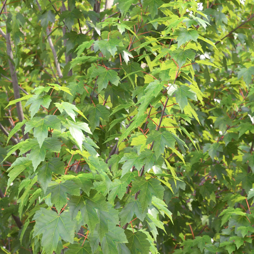 3D Acer Rubrum 02 https://p.turbosquid.com/ts-thumb/Wj/AeFM93/HJ/8/jpg/1633605035/1920x1080/fit_q87/3d4a0f407caebf0732a793c6a8d4354481157cf9/8.jpg