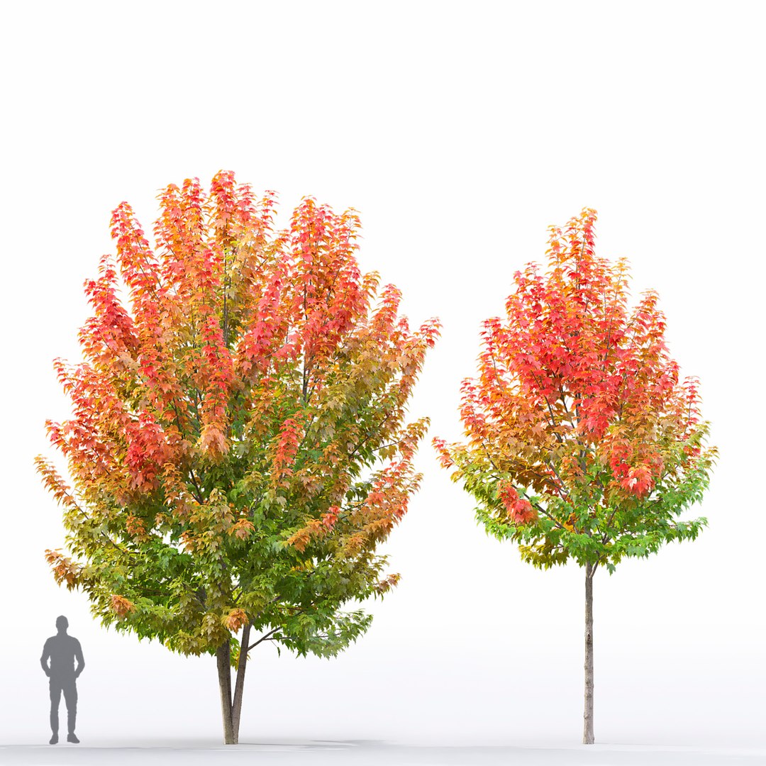 3D Acer Rubrum 02 https://p.turbosquid.com/ts-thumb/Wj/AeFM93/zw/3/jpg/1633605031/1920x1080/fit_q87/d0bf35742f0a7c4b33c3c267084a73bea3ebe423/3.jpg