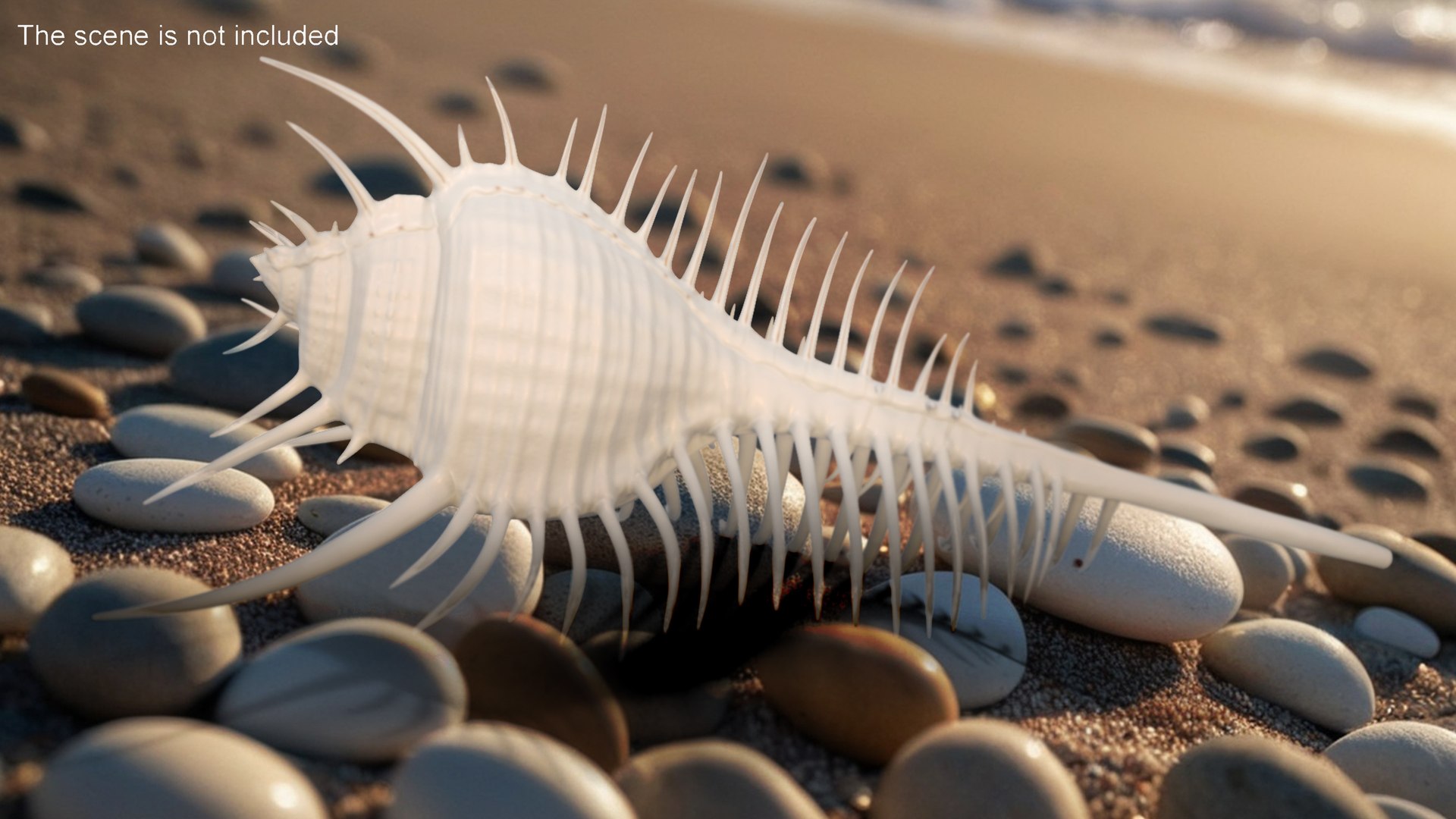 3D model Seashell Venus Comb Murex White https://p.turbosquid.com/ts-thumb/Wj/Ior426/CU/seashellvenuscombmurexwhitec4dmodel003/jpg/1716332006/1920x1080/fit_q87/f9327e87c734f89ba115f561817051e3ce964b2b/seashellvenuscombmurexwhitec4dmodel003.jpg