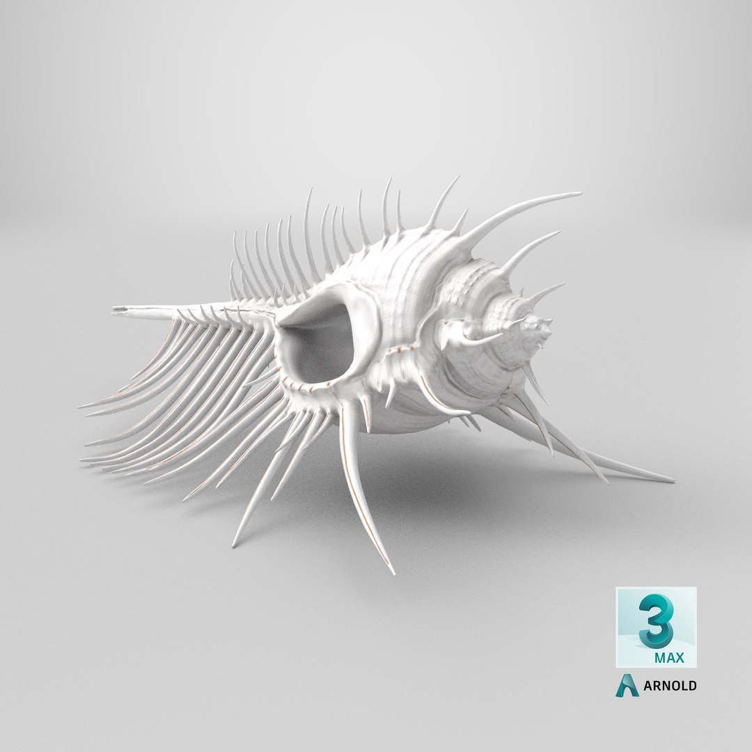 3D model Seashell Venus Comb Murex White https://p.turbosquid.com/ts-thumb/Wj/Ior426/D0/stemcell_max_arnold_render/png/1718792462/1920x1080/fit_q87/424d54c0e4e4f8e26f862caa67ce349a600b8524/stemcell_max_arnold_render.jpg