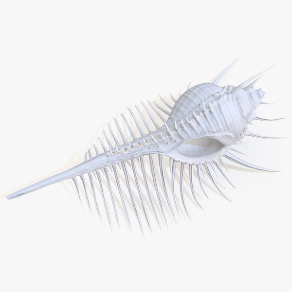 3D model Seashell Venus Comb Murex White