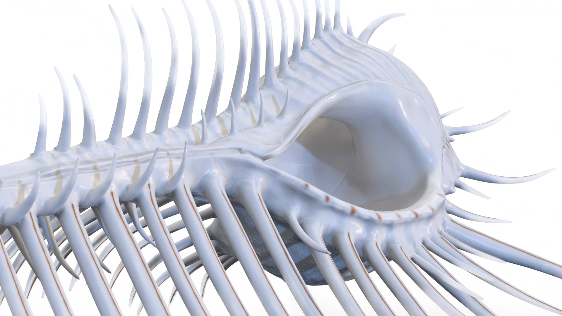 3D model Seashell Venus Comb Murex White https://p.turbosquid.com/ts-thumb/Wj/Ior426/cv/seashellvenuscombmurexwhitec4dmodel008/jpg/1716332025/1920x1080/fit_q87/3d5480244653ac97e5ef9cc3f9940ee518e9e1dd/seashellvenuscombmurexwhitec4dmodel008.jpg