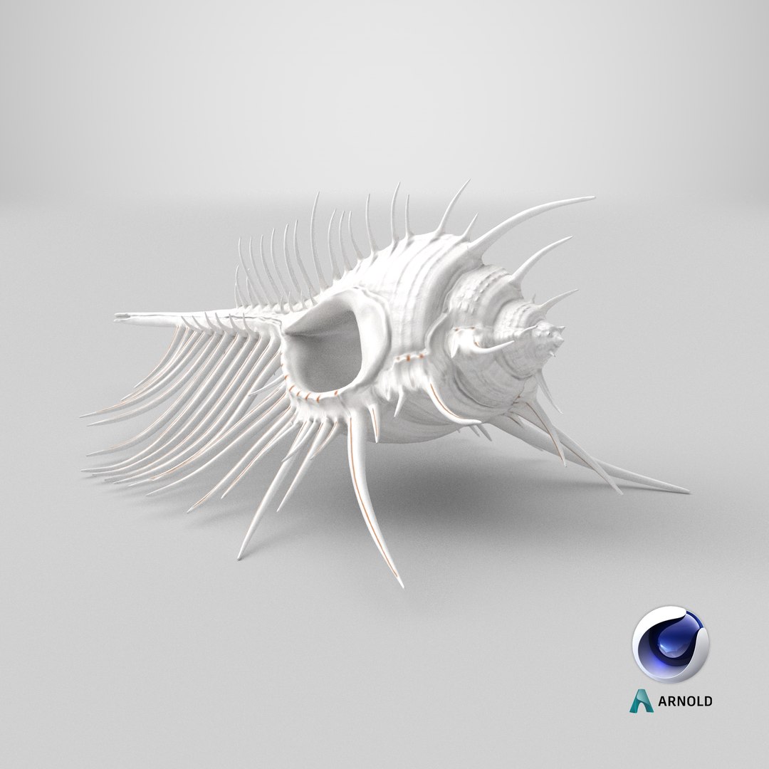 3D model Seashell Venus Comb Murex White https://p.turbosquid.com/ts-thumb/Wj/Ior426/fa/stemcell_cinema_4d_arnold_render/png/1718792456/1920x1080/fit_q87/52525087a35060703ee9a0b5de9bbc934b25f0df/stemcell_cinema_4d_arnold_render.jpg