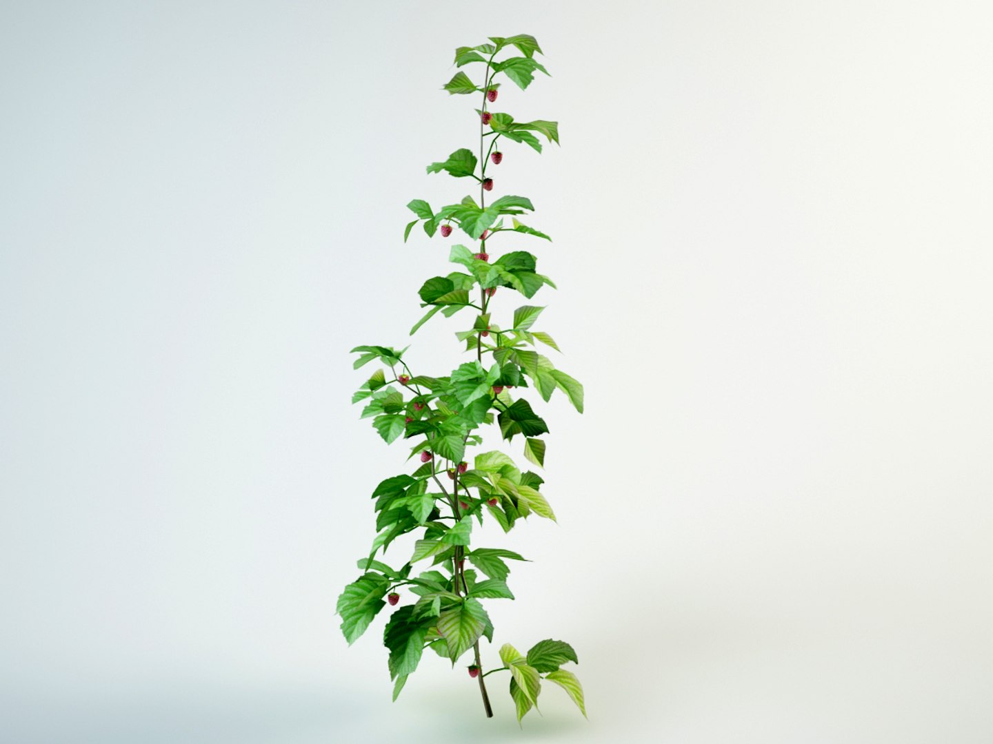 3D Raspberry Bushes - TurboSquid 1226577