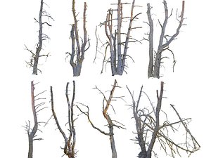 Old Forest Pine Pack 8