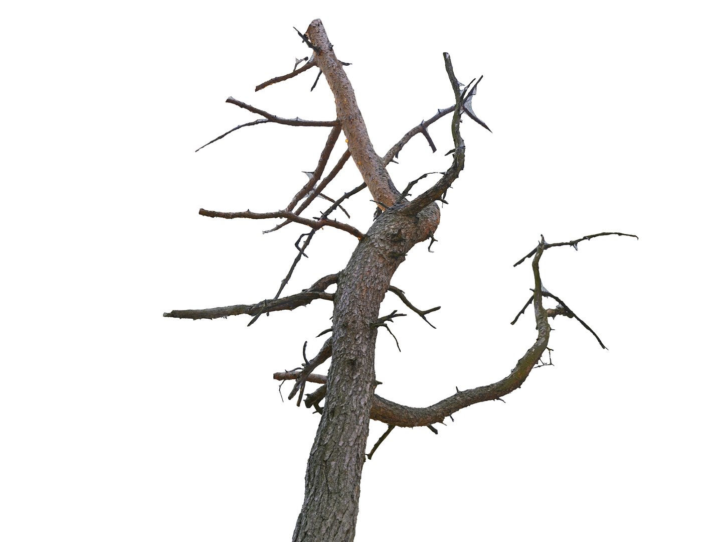 Old forest pine tree 3D - TurboSquid 1565506