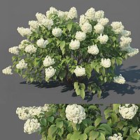 Hydrangea Paniculata # 3 Limelight XL. 3 variations