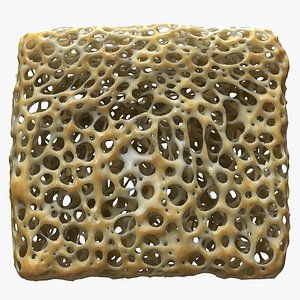 Bone Matrix Rectangle 3D model