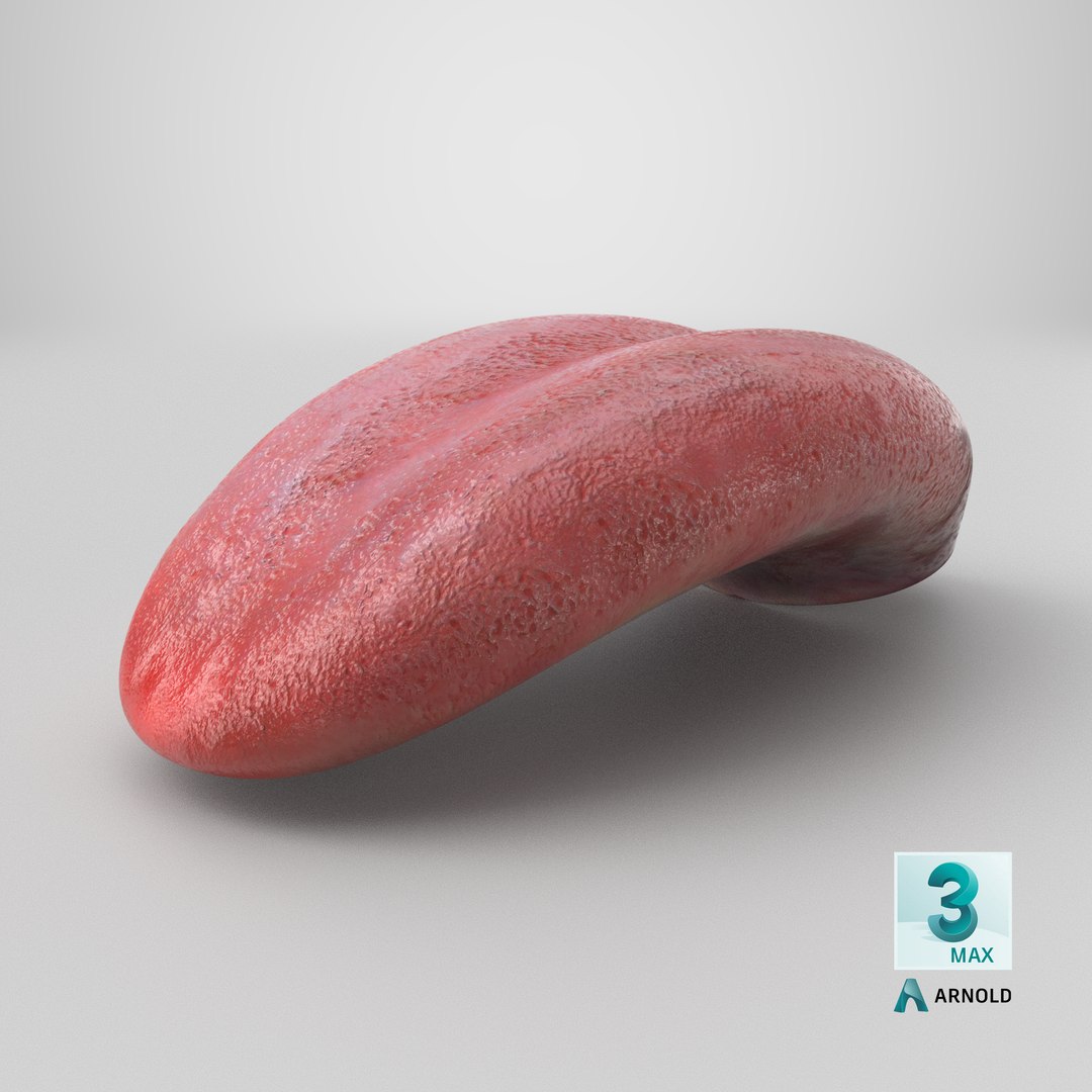 Human tongue 3D https://p.turbosquid.com/ts-thumb/Wj/mhqoUJ/Sd/stemcell_max_arnold_render/png/1766183406/1920x1080/fit_q87/dccf6540bcf66539d1ca5b807c95afcb93922694/stemcell_max_arnold_render.jpg