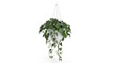 Hanging Potted Plant