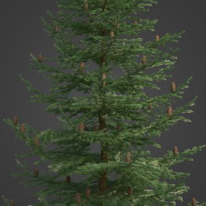 2021 PBR Grand Fir Collection - Abies Grandis