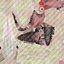 Blue Whale  Animated