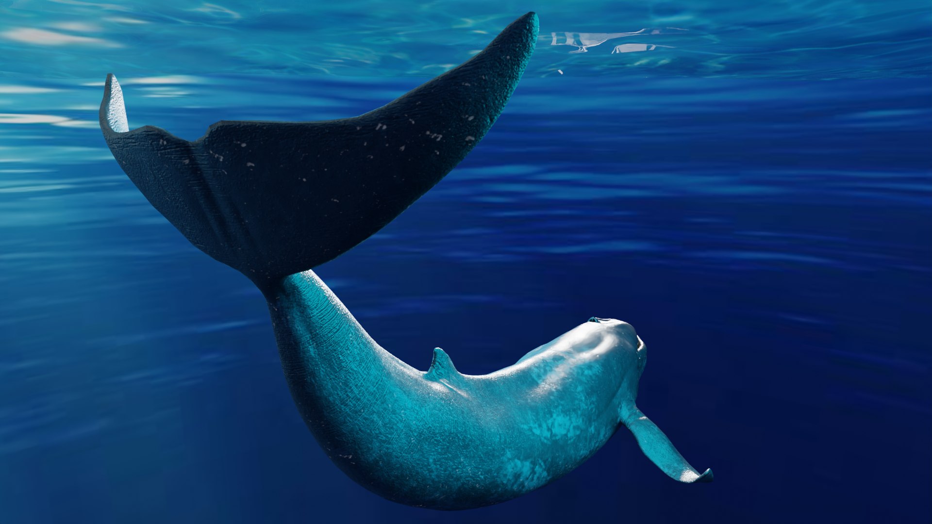 Blue Whale Variants Animated 3D - TurboSquid 1950813