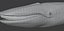 Blue Whale  Animated