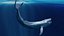 Blue Whale  Animated