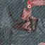 Blue Whale  Animated