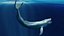 Blue Whale  Animated