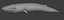 Blue Whale  Animated